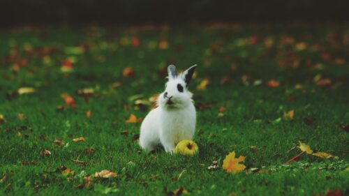 Cute White Rabbit with an Apple on Autumn Grass Desktop Wallpaper
