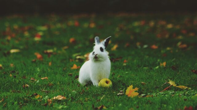 Cute White Rabbit with an Apple on Autumn Grass Desktop Wallpaper