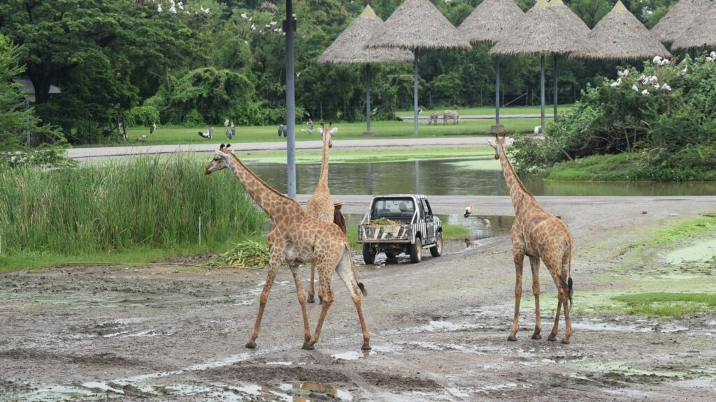 Majestic Giraffes Wandering in an African Safari Park 4K Wallpaper