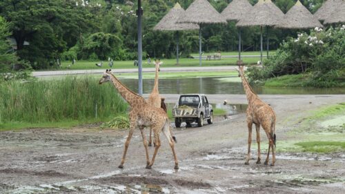 Majestic Giraffes Wandering in an African Safari Park 4K Wallpaper