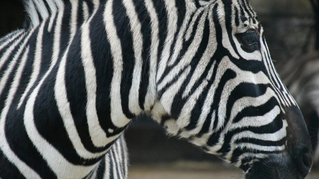 Close Up Zebra Pattern Portrait 4K Desktop Wallpaper