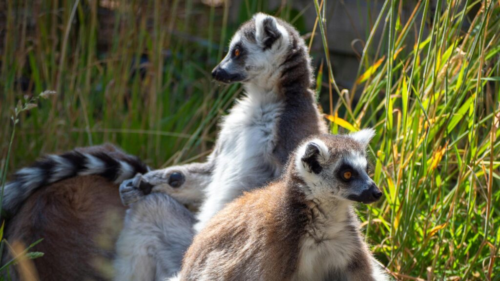 Two Cute Ring-tailed Lemurs Sitting in Tall Grass 4K Wallpaper