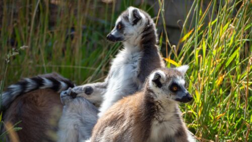 Two Cute Ring-tailed Lemurs Sitting in Tall Grass 4K Wallpaper