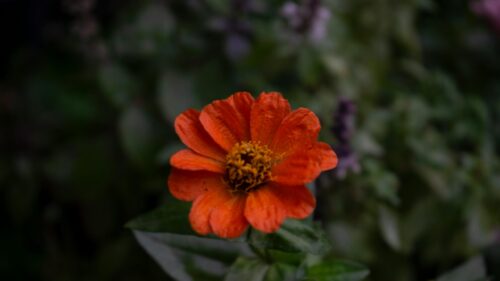Vibrant Orange Zinnia Flower Macro Bloom Desktop Wallpaper