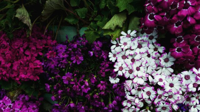Vibrant Cineraria Flowers Floral Bloom Desktop Wallpaper