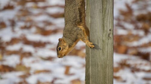 Cute Squirrel Hanging on Wooden Post Winter Wildlife 4K Wallpaper