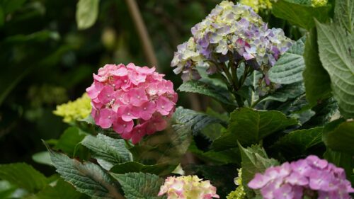 Vibrant Pink and Purple Hydrangea Flower Cluster 4K Wallpaper