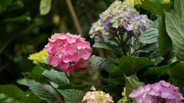 Vibrant Pink and Purple Hydrangea Flower Cluster 4K Wallpaper