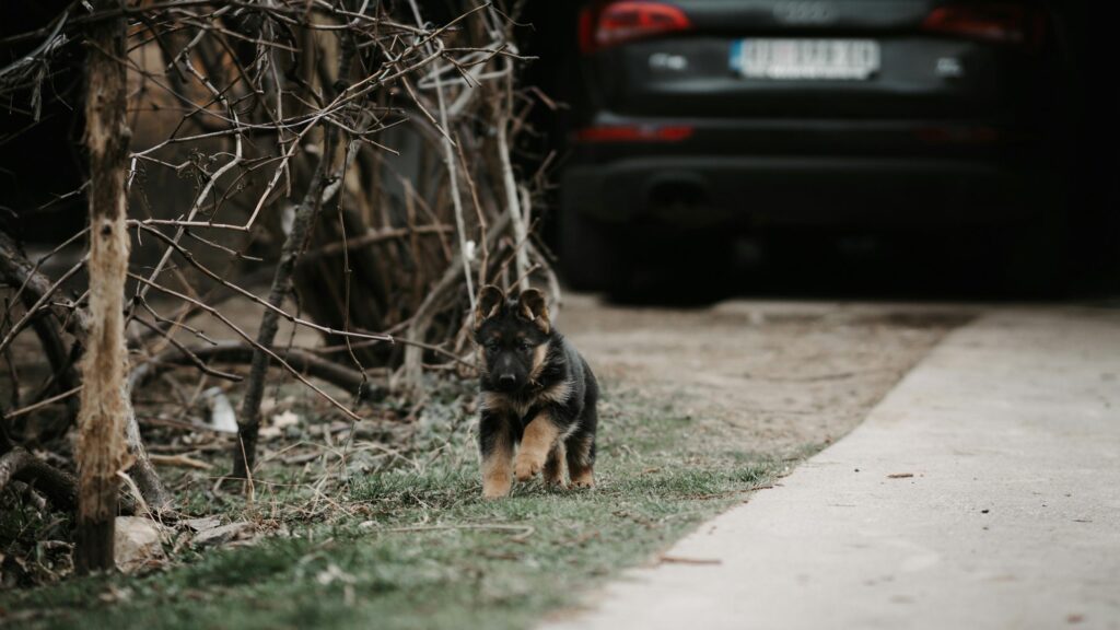 Cute German Shepherd Puppy Walking Outdoors Desktop Wallpaper