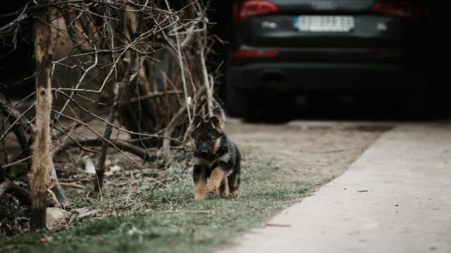 Cute German Shepherd Puppy Walking Outdoors Desktop Wallpaper
