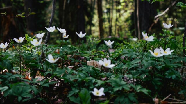 White Wood Anemone Wildflowers in Spring Forest Desktop Wallpaper