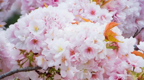 Beautiful Pink Cherry Blossom Flowers in Springtime 4K Desktop Wallpaper