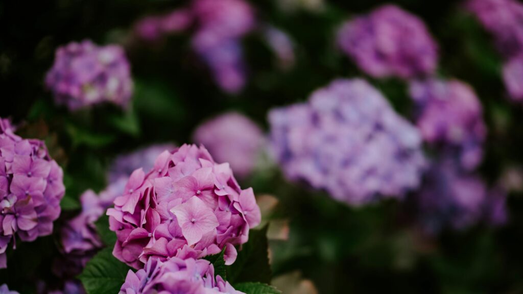 Beautiful Pink and Purple Hydrangea Flower Garden Desktop Wallpaper