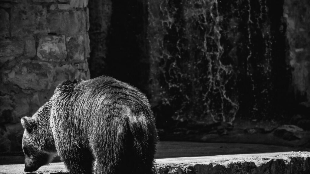 Majestic Grizzly Bear Walking in Shadowy Stone Habitat Desktop Wallpaper