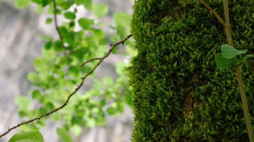 Vibrant Green Mossy Tree Trunk Forest Nature Desktop Wallpaper