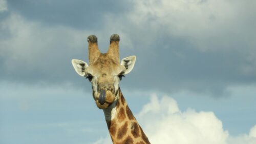 Funny Giraffe Tongue Out Close-Up 4K Desktop Wallpaper