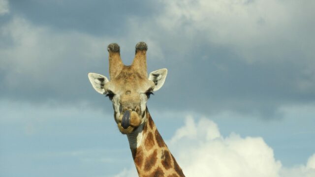 Funny Giraffe Tongue Out Close-Up 4K Desktop Wallpaper