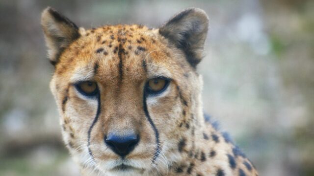 Stunning Cheetah Close-Up Portrait 4K Desktop Wallpaper