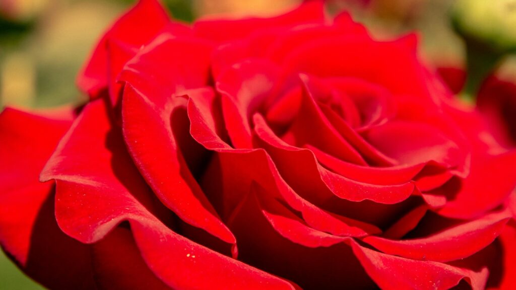 Vibrant Macro Red Rose Petals Close-up 4K Desktop Wallpaper