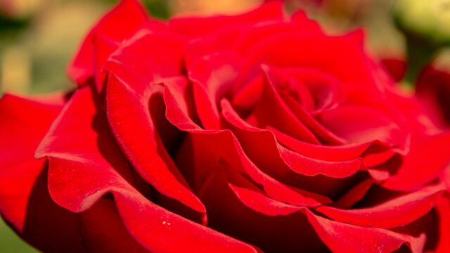 Vibrant Macro Red Rose Petals Close-up 4K Desktop Wallpaper