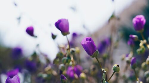 Purple Wildflowers Field Nature Sunset 4K Desktop Wallpaper
