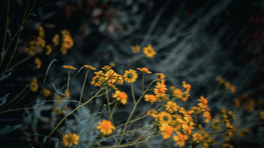 Sun-Kissed Golden Wildflowers in Soft Focus 4K Desktop Wallpaper