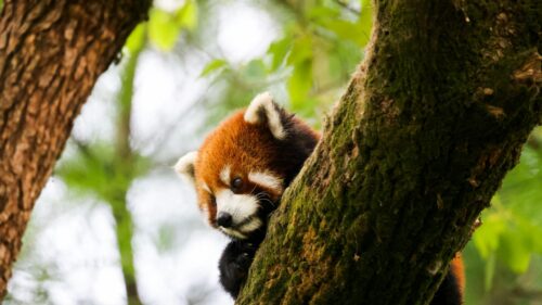Cute Red Panda Peeking from Tree Branch Desktop Wallpaper