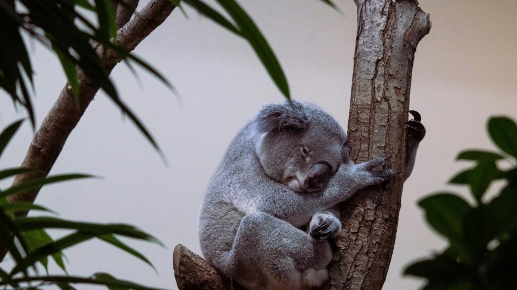 Sleepy Koala Resting on a Tree Trunk Desktop Wallpaper