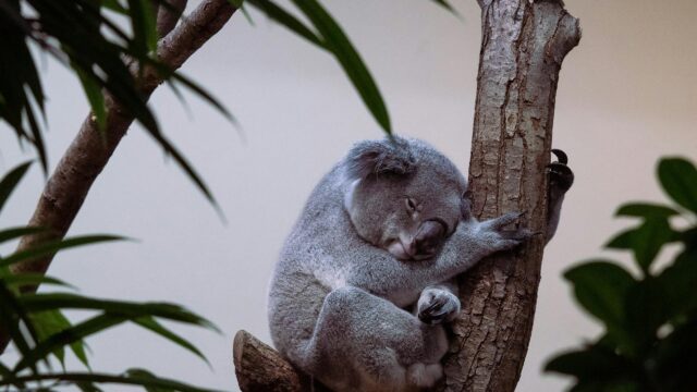 Sleepy Koala Resting on a Tree Trunk Desktop Wallpaper