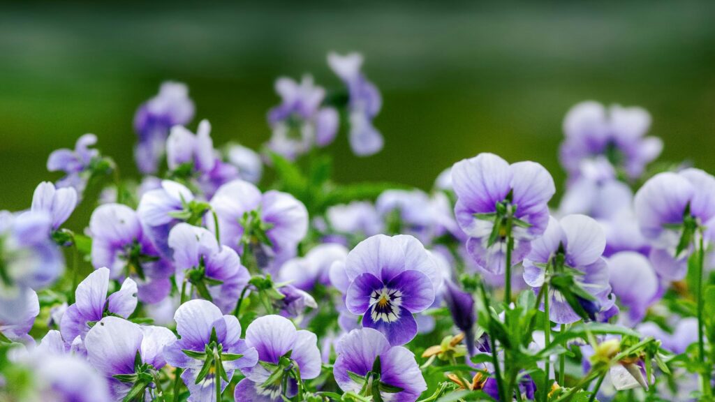 Beautiful Purple Pansy Flowers in Garden 4K Desktop Wallpaper