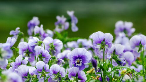 Beautiful Purple Pansy Flowers in Garden 4K Desktop Wallpaper