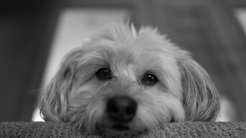 Adorable Fluffy Puppy Close-up Black and White 4K Wallpaper