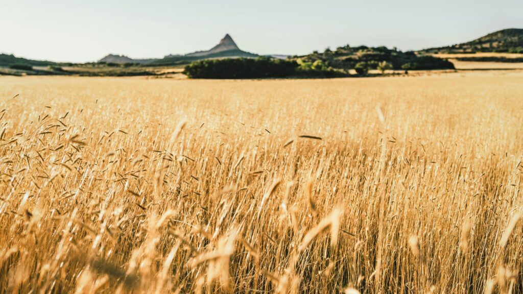 Golden Wheat Field Under a Peak Mountain Sunset Desktop Wallpaper