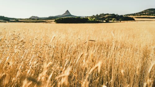 Golden Wheat Field Under a Peak Mountain Sunset Desktop Wallpaper