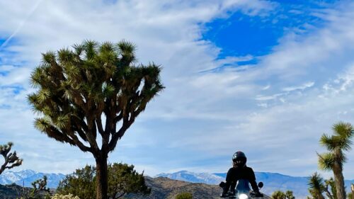 Motorcyclist Riding Through Desert Joshua Tree Landscapes 4K Wallpaper