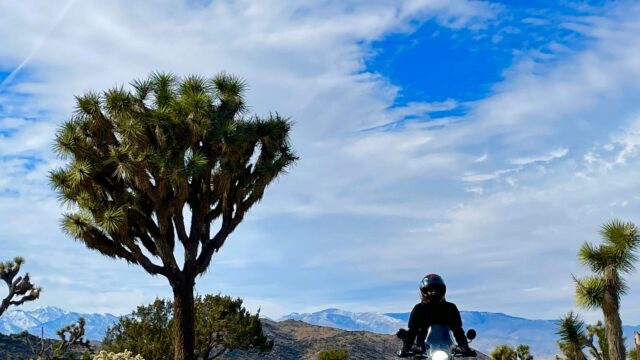 Motorcyclist Riding Through Desert Joshua Tree Landscapes 4K Wallpaper