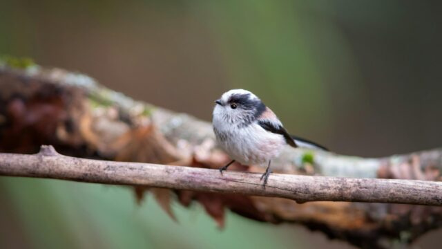 Adorable Long-Tailed Tit Bird on a Branch 4K Desktop Wallpaper