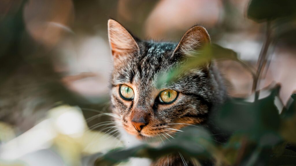 Tabby Cat Peeking Through Green Leaves 4K Desktop Wallpaper