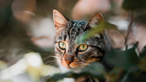 Tabby Cat Peeking Through Green Leaves 4K Desktop Wallpaper
