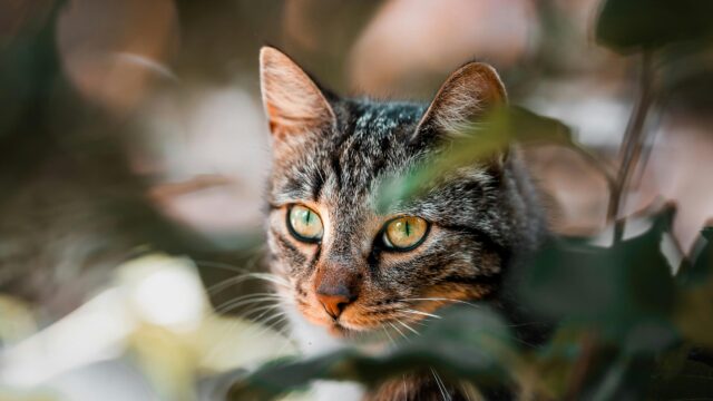 Tabby Cat Peeking Through Green Leaves 4K Desktop Wallpaper