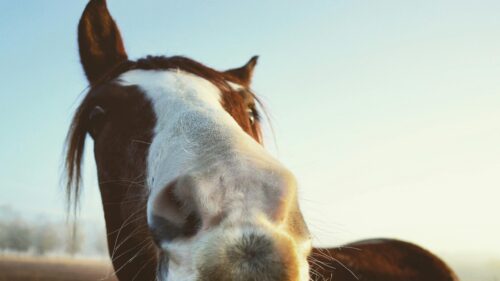 Funny Horse Close-Up Portrait 4K Wallpaper