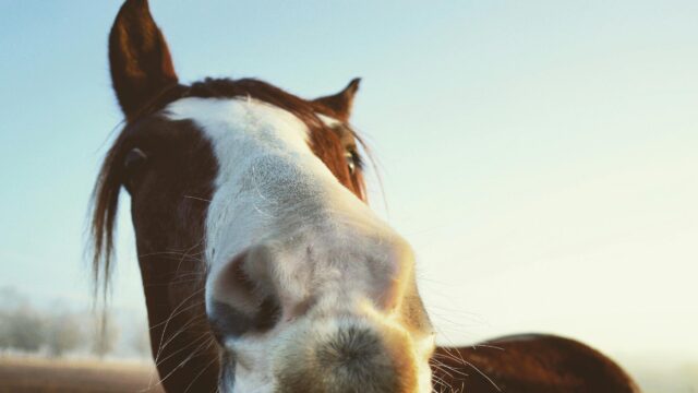 Funny Horse Close-Up Portrait 4K Wallpaper