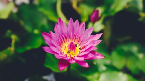 Stunning Pink Water Lily Flower with Pollinating Bees Desktop Wallpaper