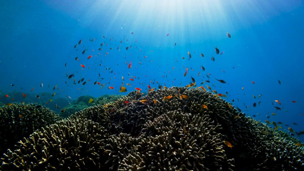 Vibrant Coral Reef Underwater Scene with Tropical Fish 4K Wallpaper