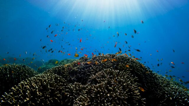 Vibrant Coral Reef Underwater Scene with Tropical Fish 4K Wallpaper