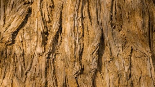 Close Up Redwood Tree Bark Texture Desktop Wallpaper