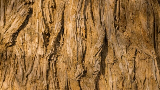 Close Up Redwood Tree Bark Texture Desktop Wallpaper