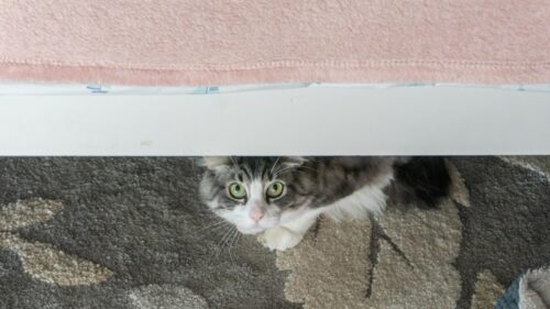 Cute Cat Peeking from Underneath the Bed Desktop Wallpaper