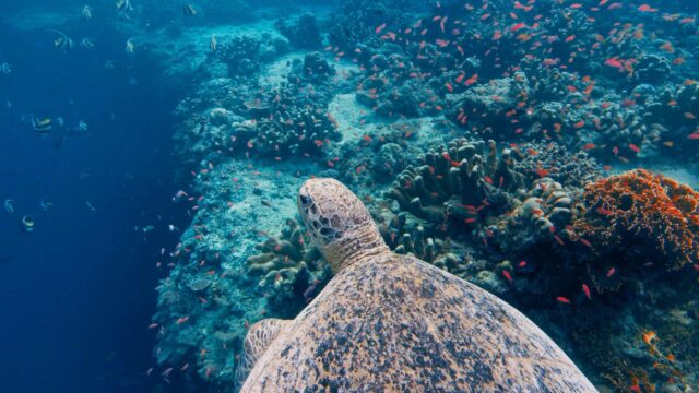 Green Sea Turtle Swimming Over Vibrant Tropical Coral Reef Desktop Wallpaper