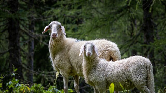 Two Cute Fluffy Sheep Standing in a Lush Forest Desktop Wallpaper